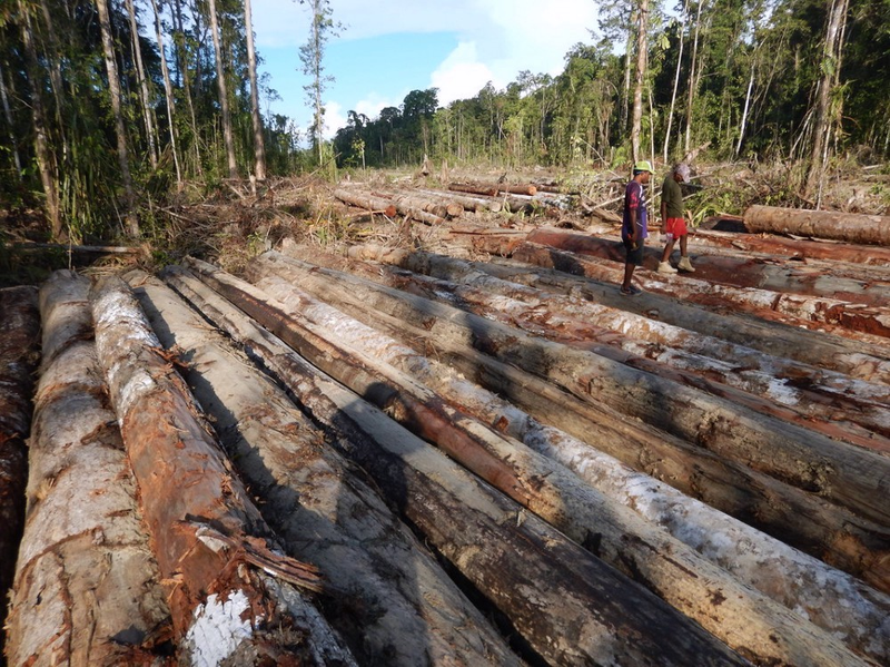 Bewani landowners walk across a pile of felled logs in West Sepik Province. Source: Global Witness